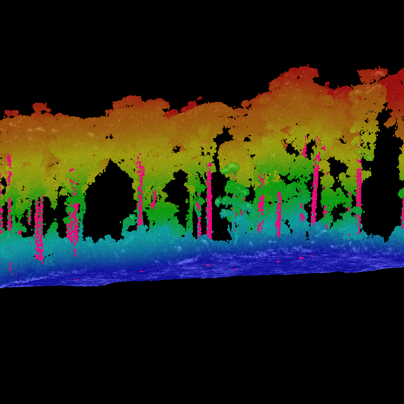 Forest canopy point cloud, colored by height